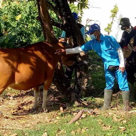 Pelaksanaan Vaksinasi PMK Bagi Hewan Ternak di Desa Padangsambian Kaja
